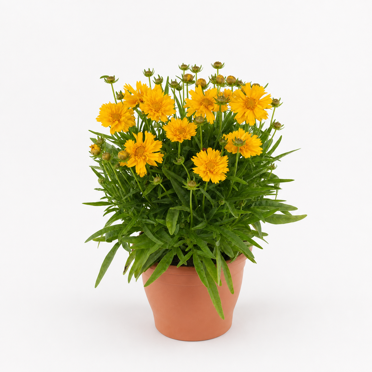 COREOPSIS DOUBLE THE SUN