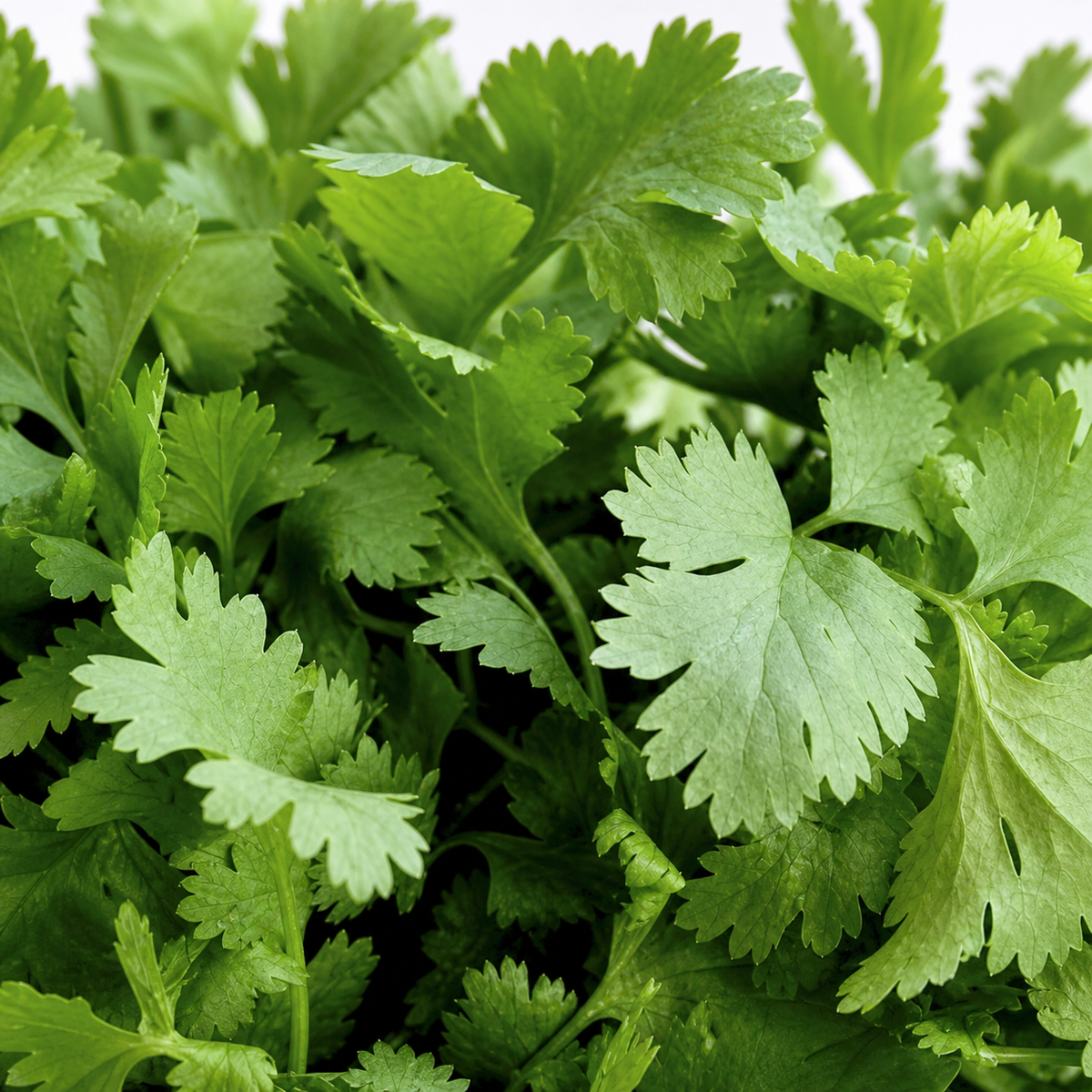 CORIANDER SLOWBOLT