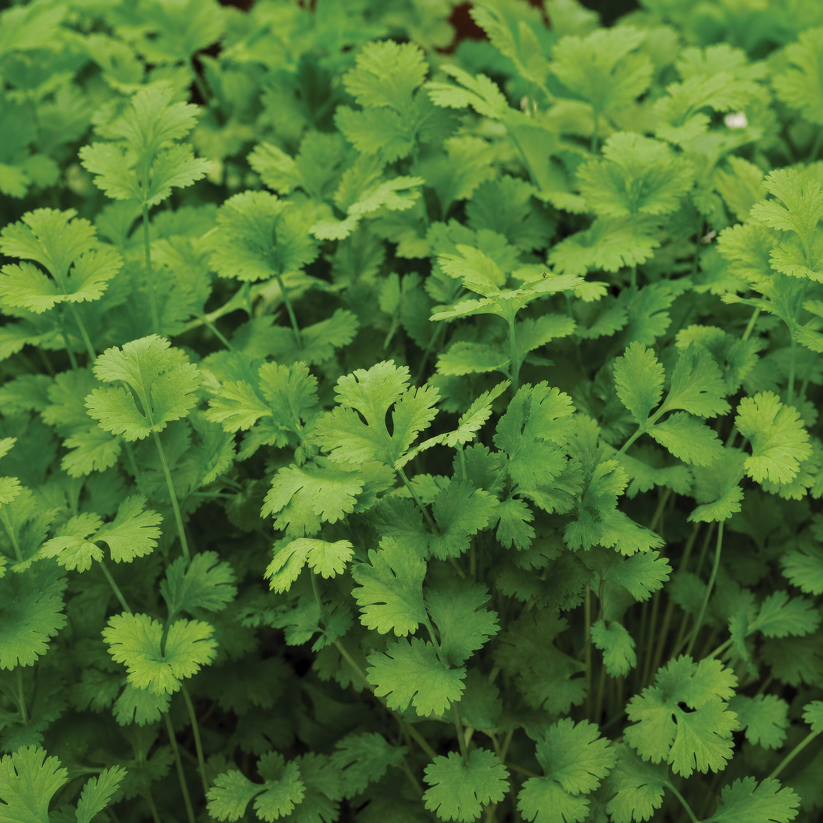 CORIANDER
