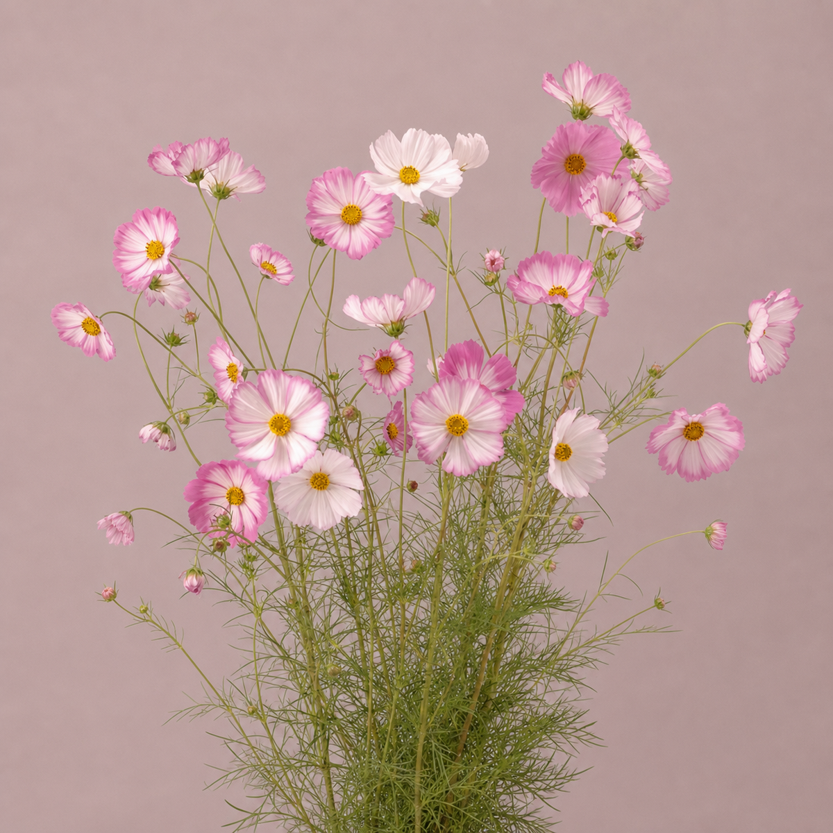 Cosmos Pink Picotee Seeds - Ubuntuberg Seeds product image