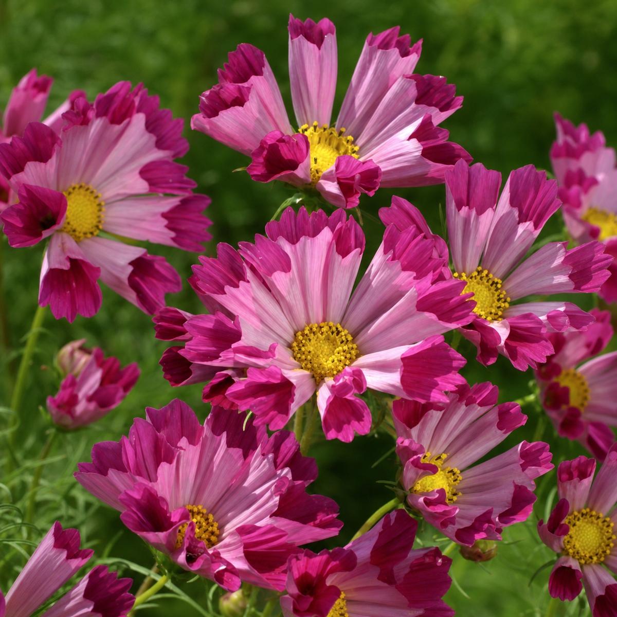 Cosmos Sea Shells Red Seeds - Ubuntuberg Seeds product image