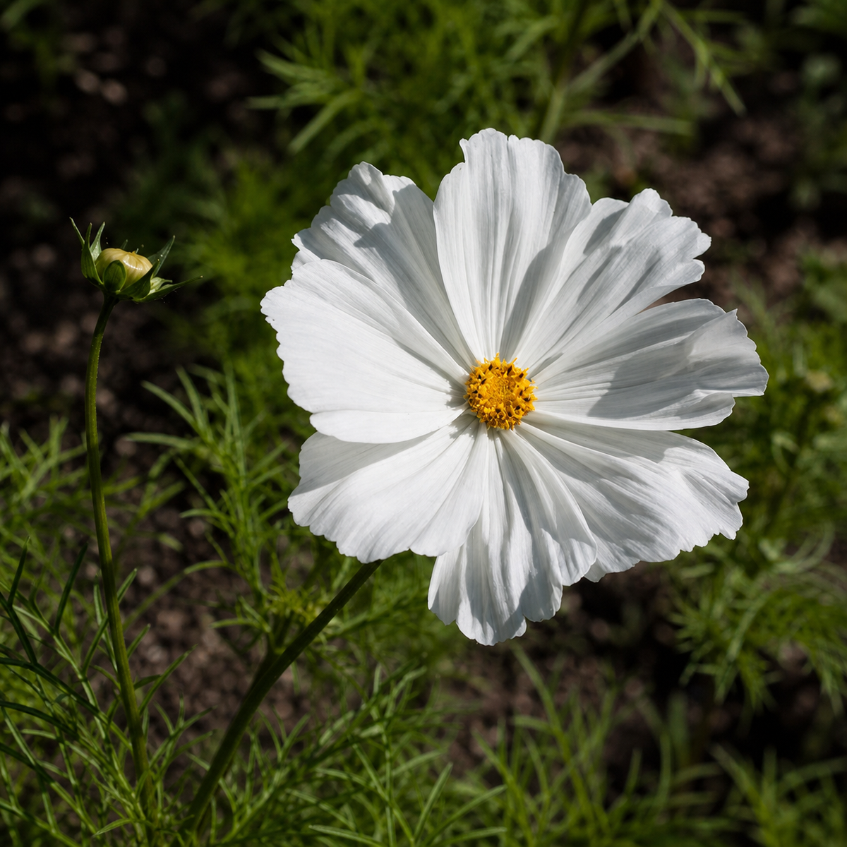 COSMOS SONATA WHITE