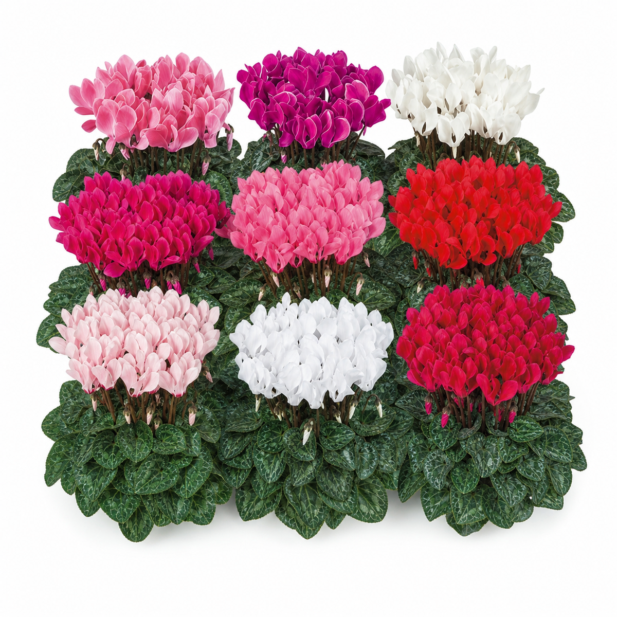Cyclamen Tianis Mix Seeds - Ubuntuberg Seeds product image