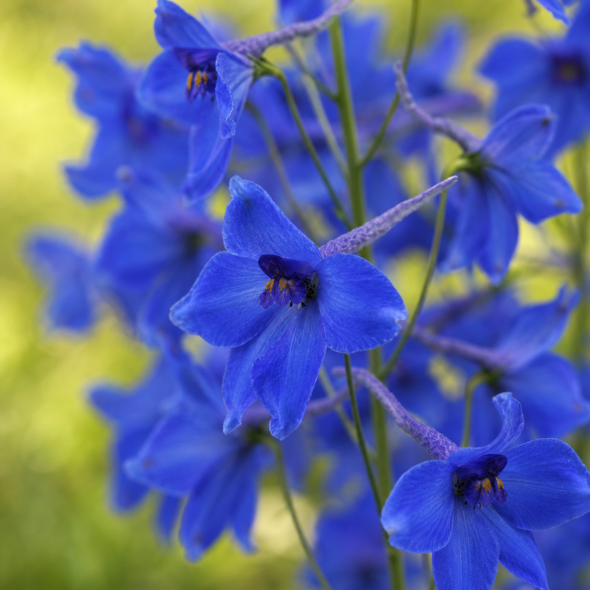 Delphinium Belladonna Bellamosum
