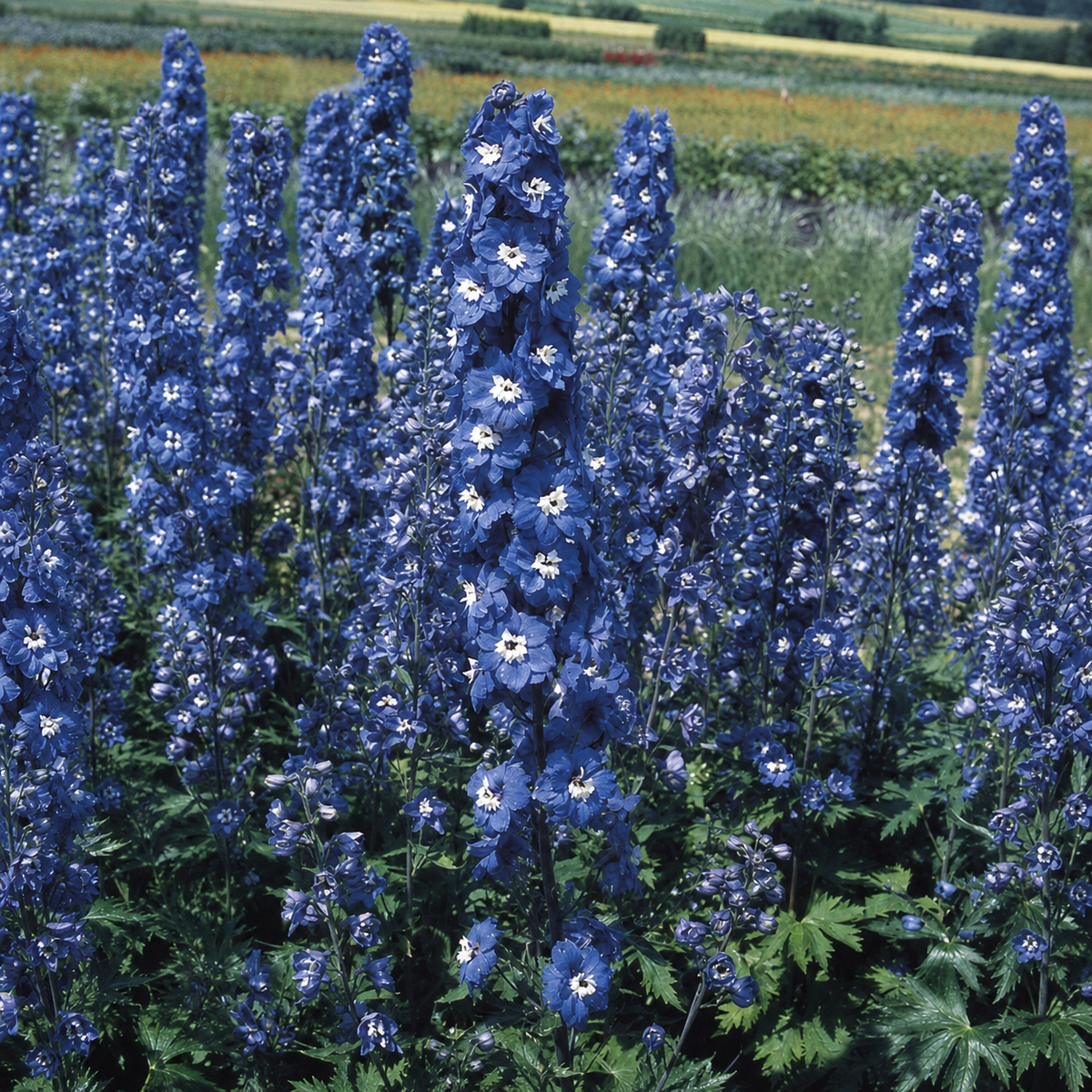 Delphinium Belladonna Sky Blue Seeds - Ubuntuberg Seeds product image