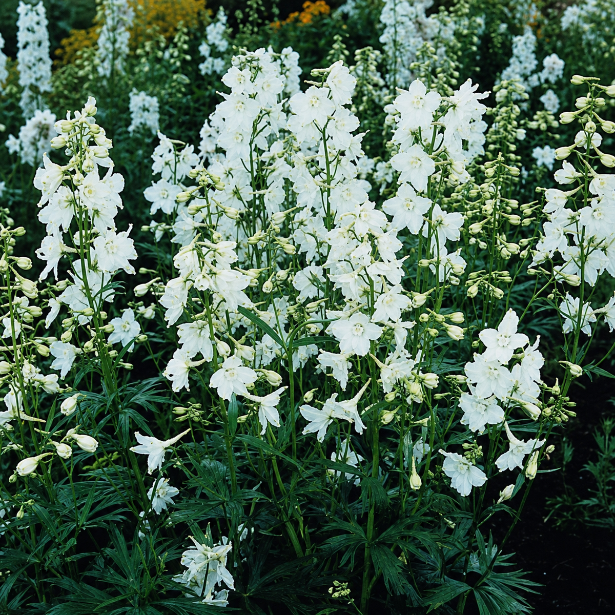 Delphinium Casa Blanca White