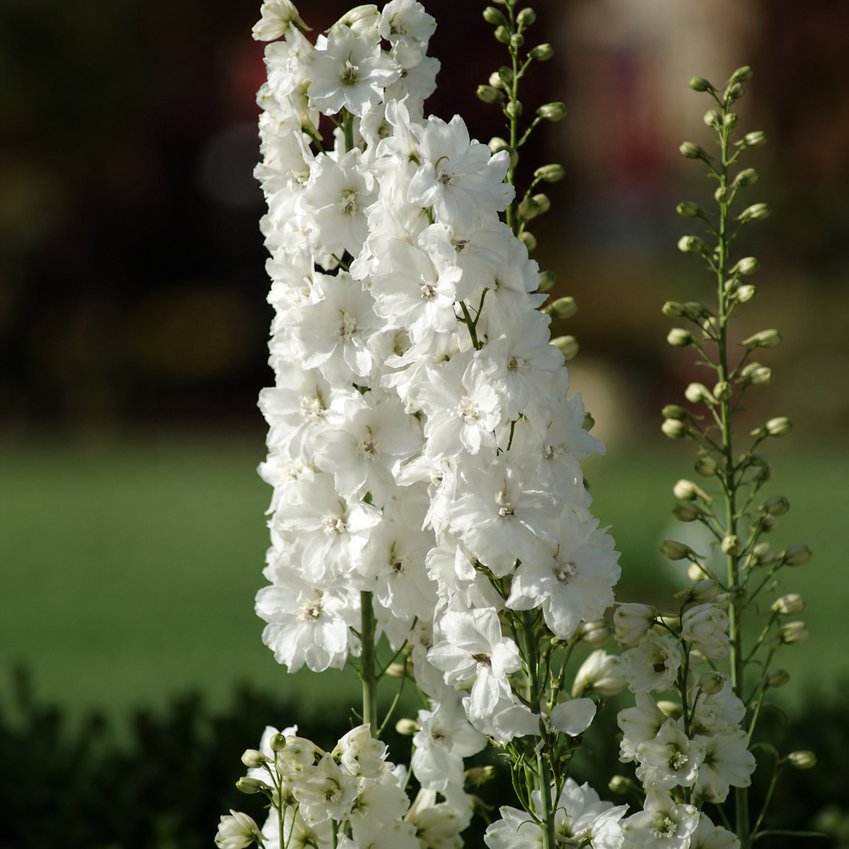 Delphinium Guardian White