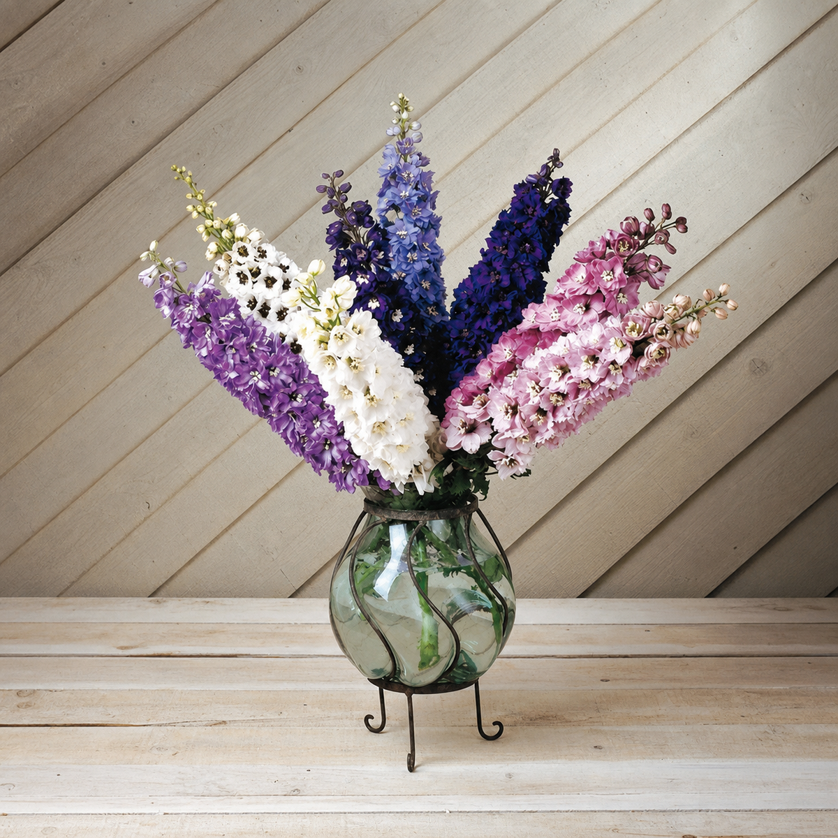 DELPHINIUM  MAGIC FOUNTAINS MIX
