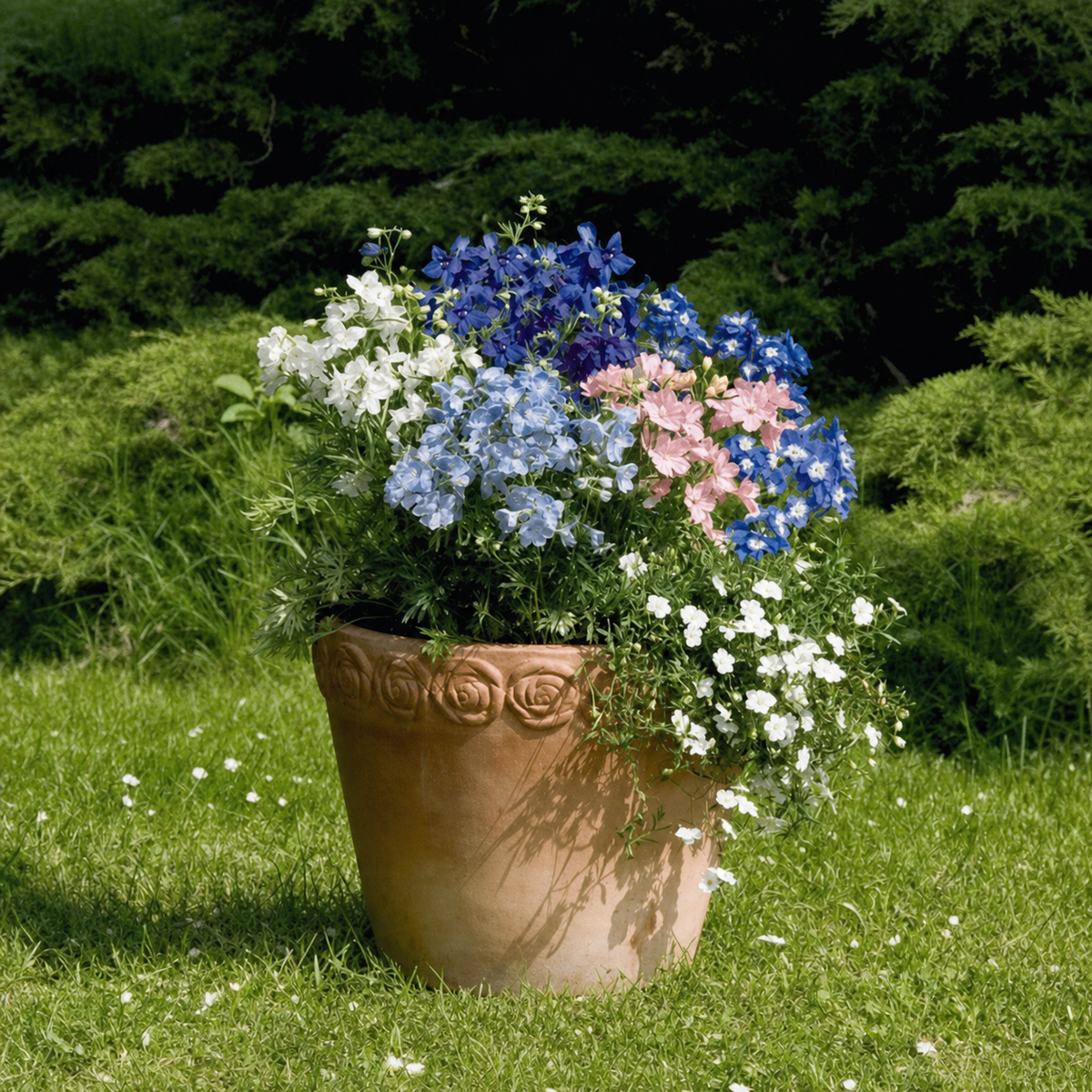 DELPHINIUM SUMMER COLORS
