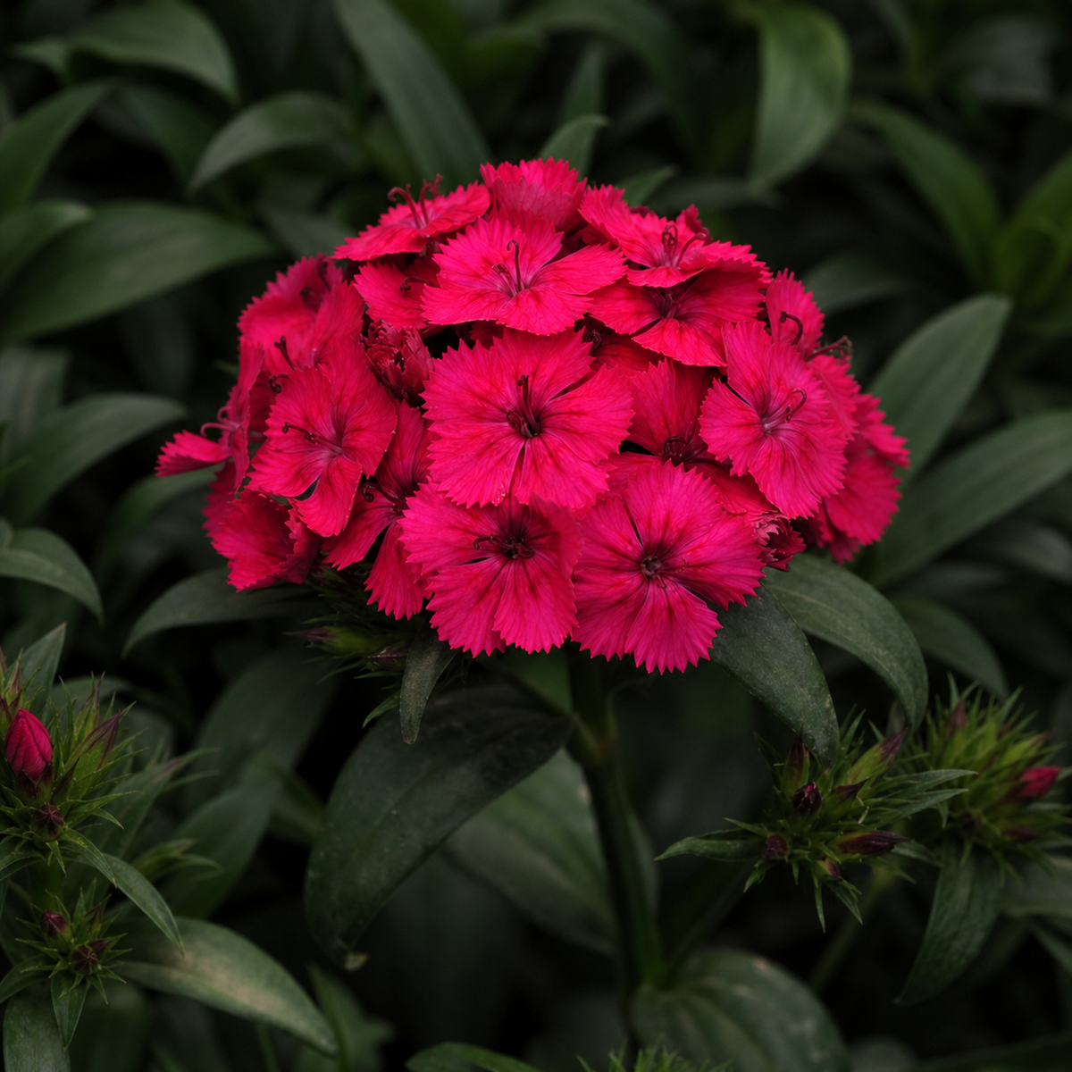 Dianthus Amazon Neon Cherry