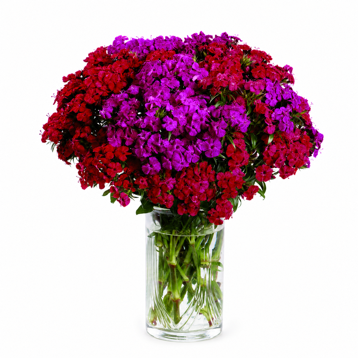 Dianthus Amazon Neon Duo
