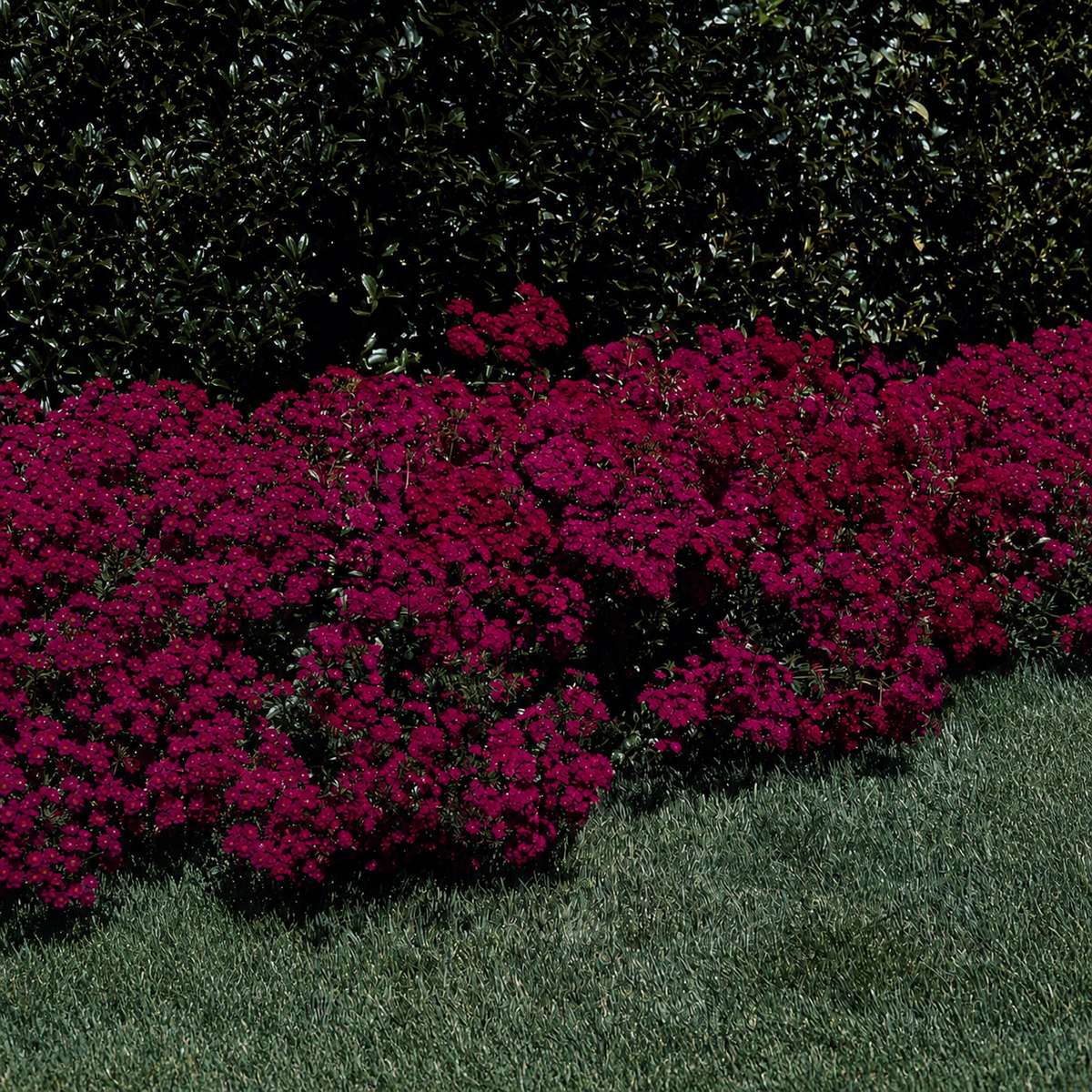 Dianthus Amazon Neon Purple