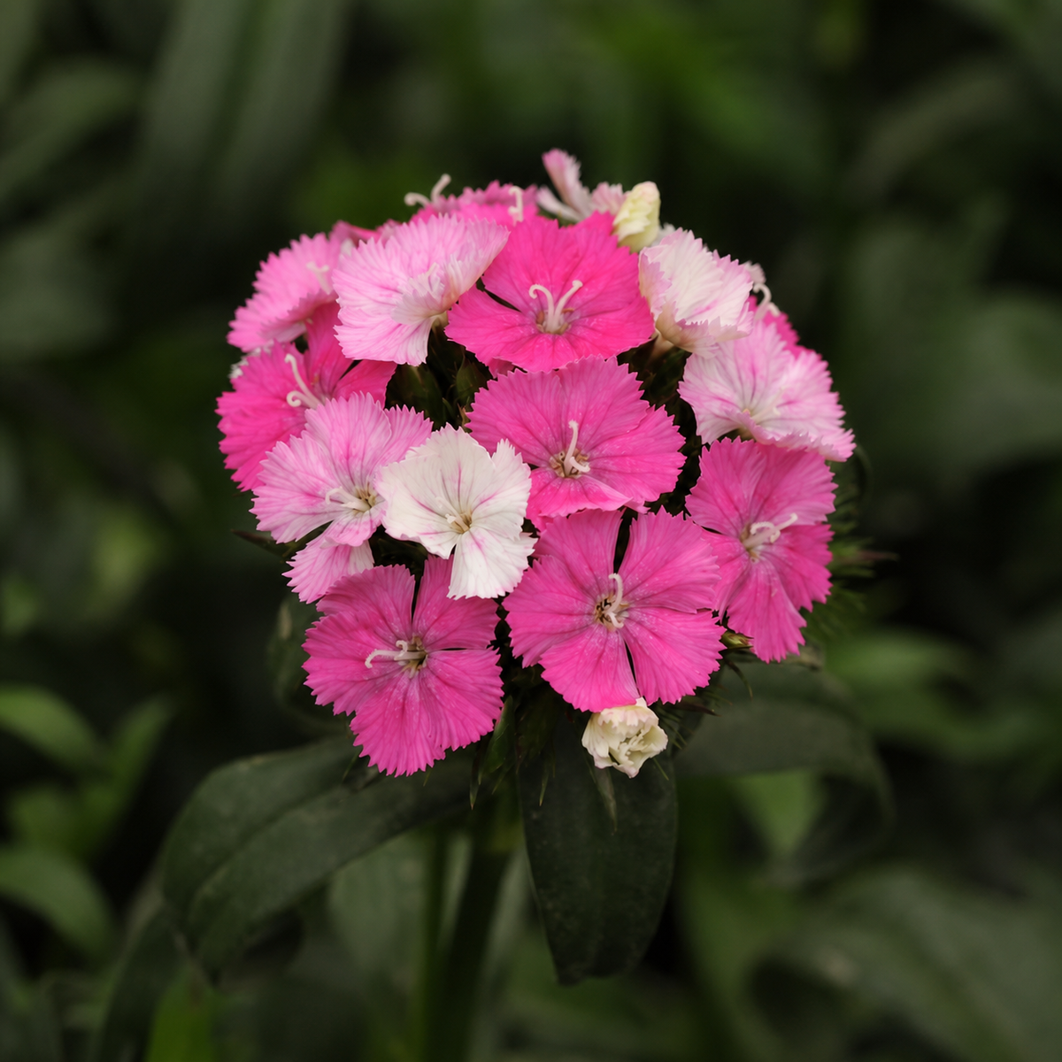Dianthus Amazon Neon Rose Magic