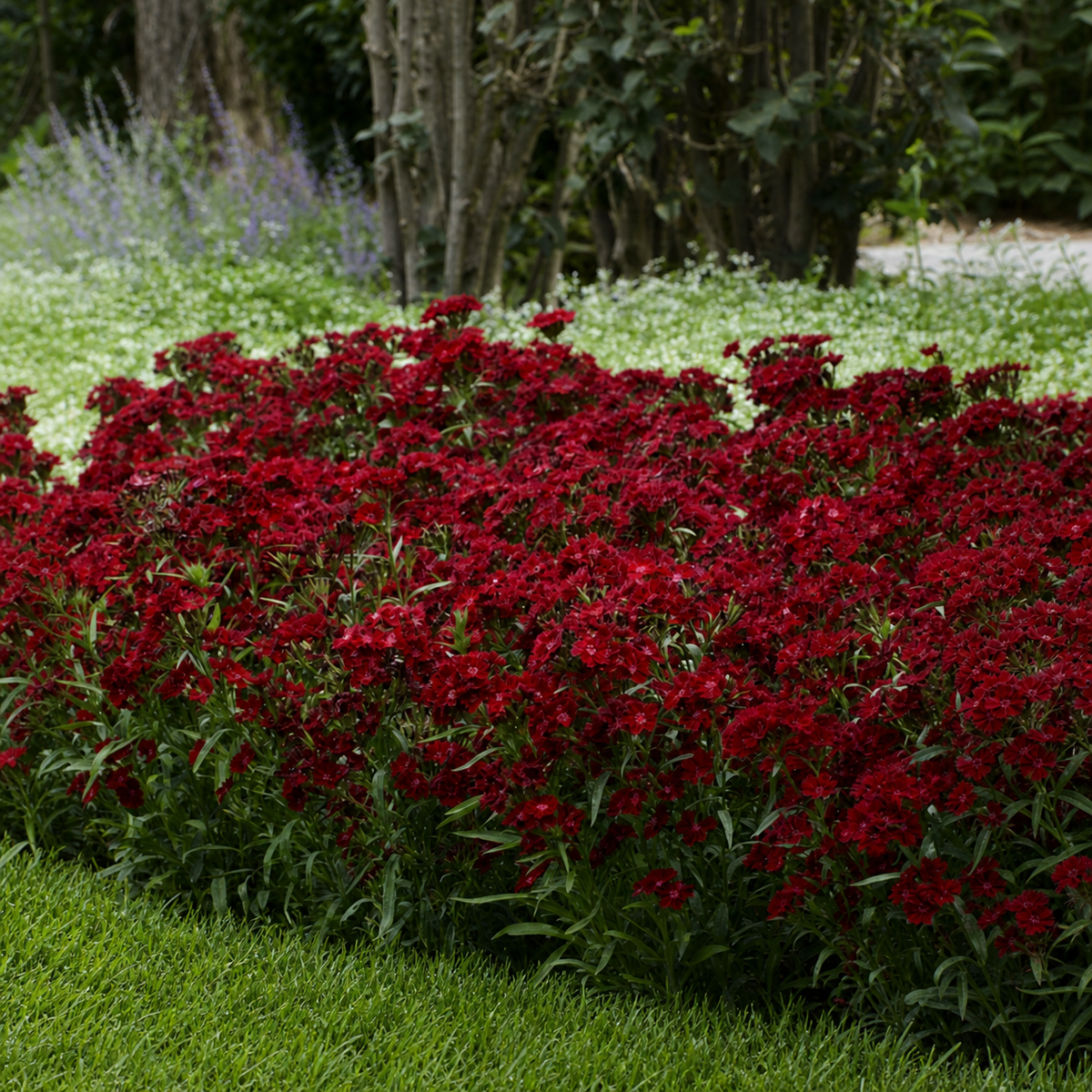 DIANTHUS ROCKING RED