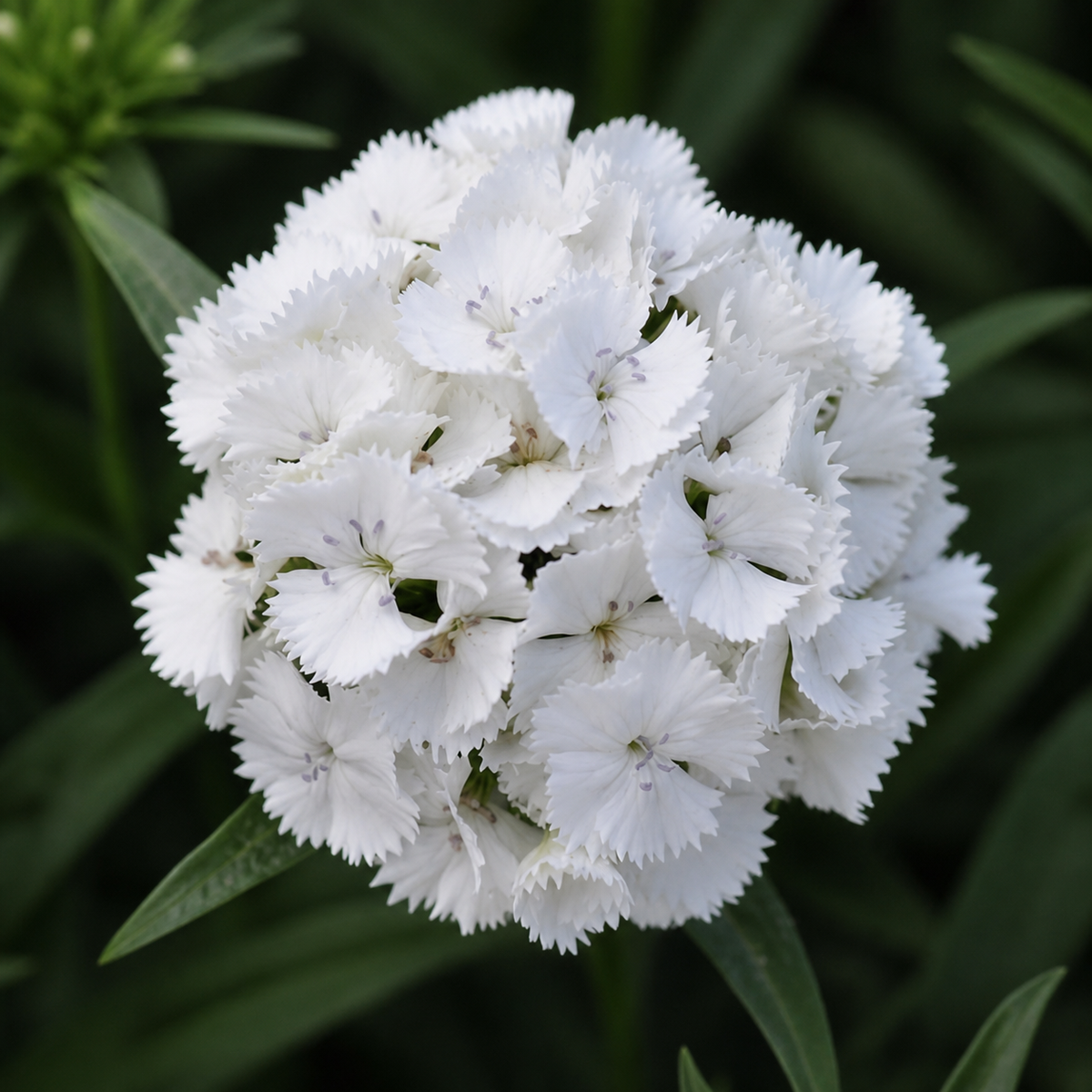 Dianthus Sweet White
