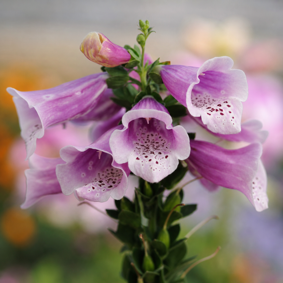 Digitalis Dalmation Rose