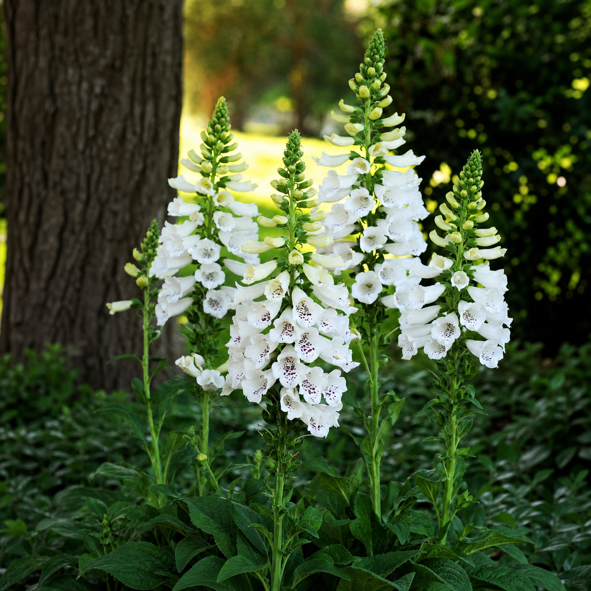 DIGITALIS DALMATION WHITE