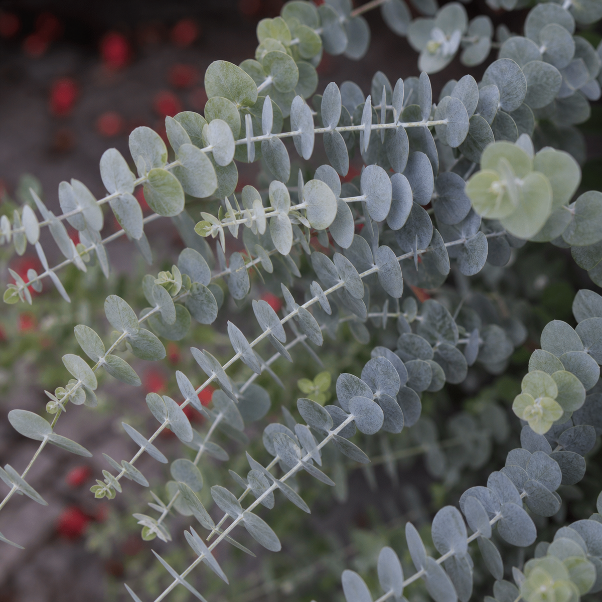 Ubuntuberg Eucalyptus Baby Blue Bouquet Seed
