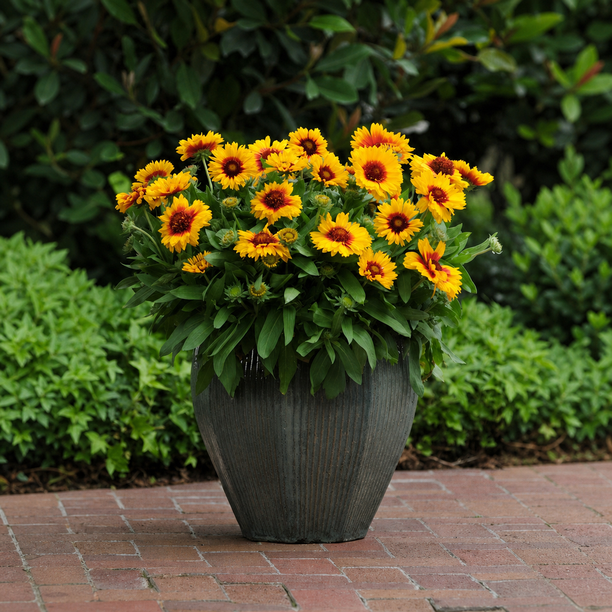 GAILLARDIA MESA BRIGHT BICOLOUR