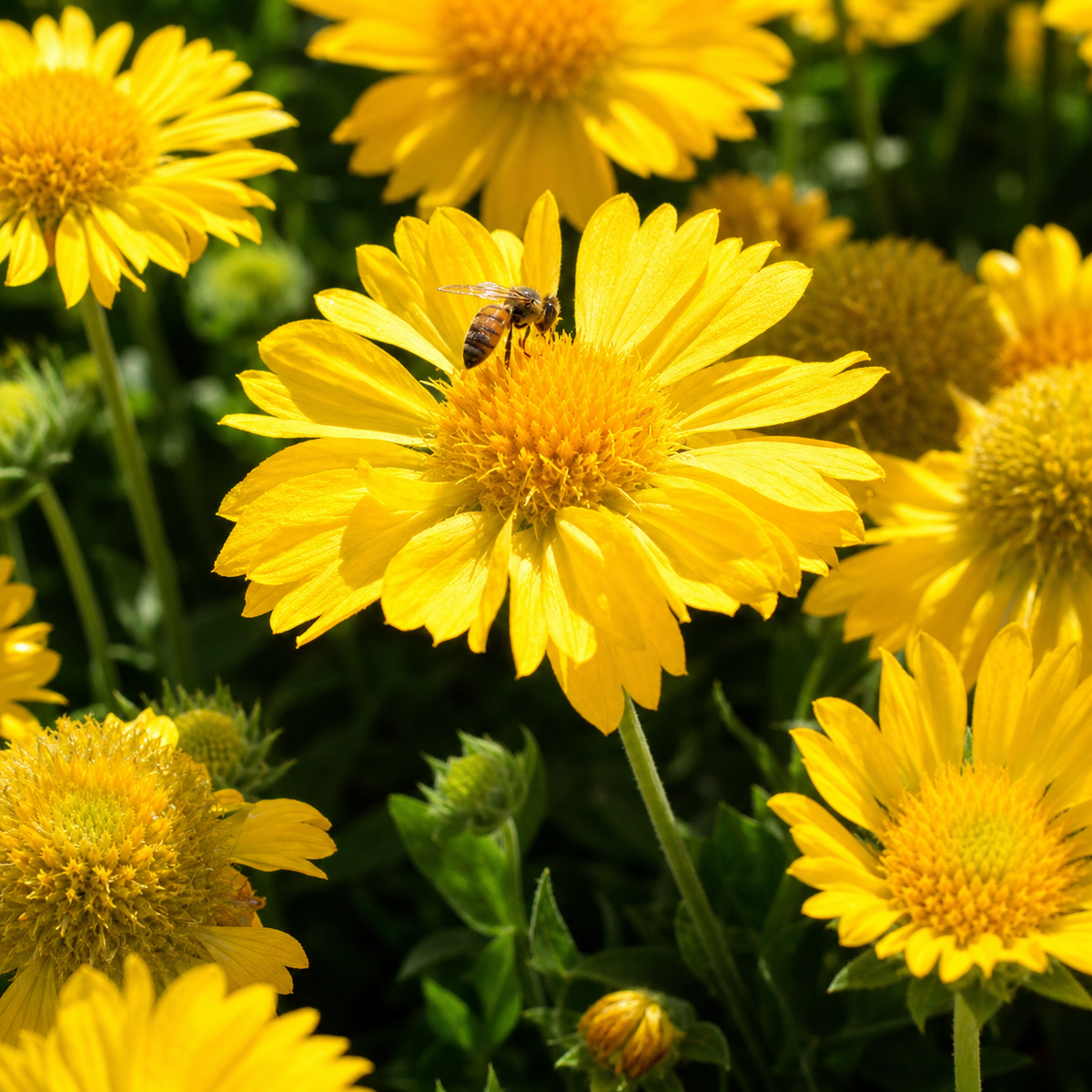 GAILLARDIA MESA YELLOW