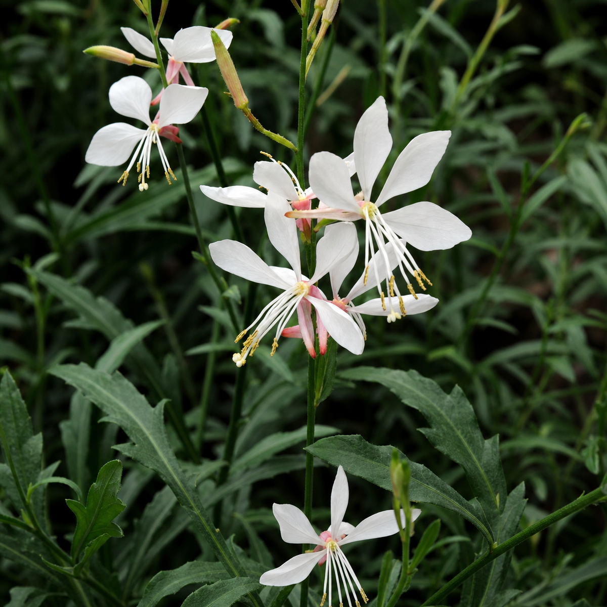 Gaura Sparkle White