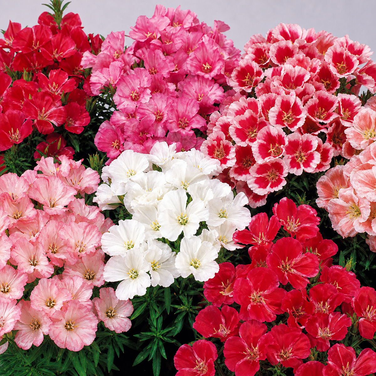 GODETIA AZALEA FLOWERED DOUBLE MIX