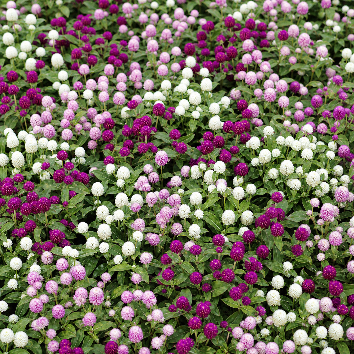 GOMPHRENA GNOME MIX