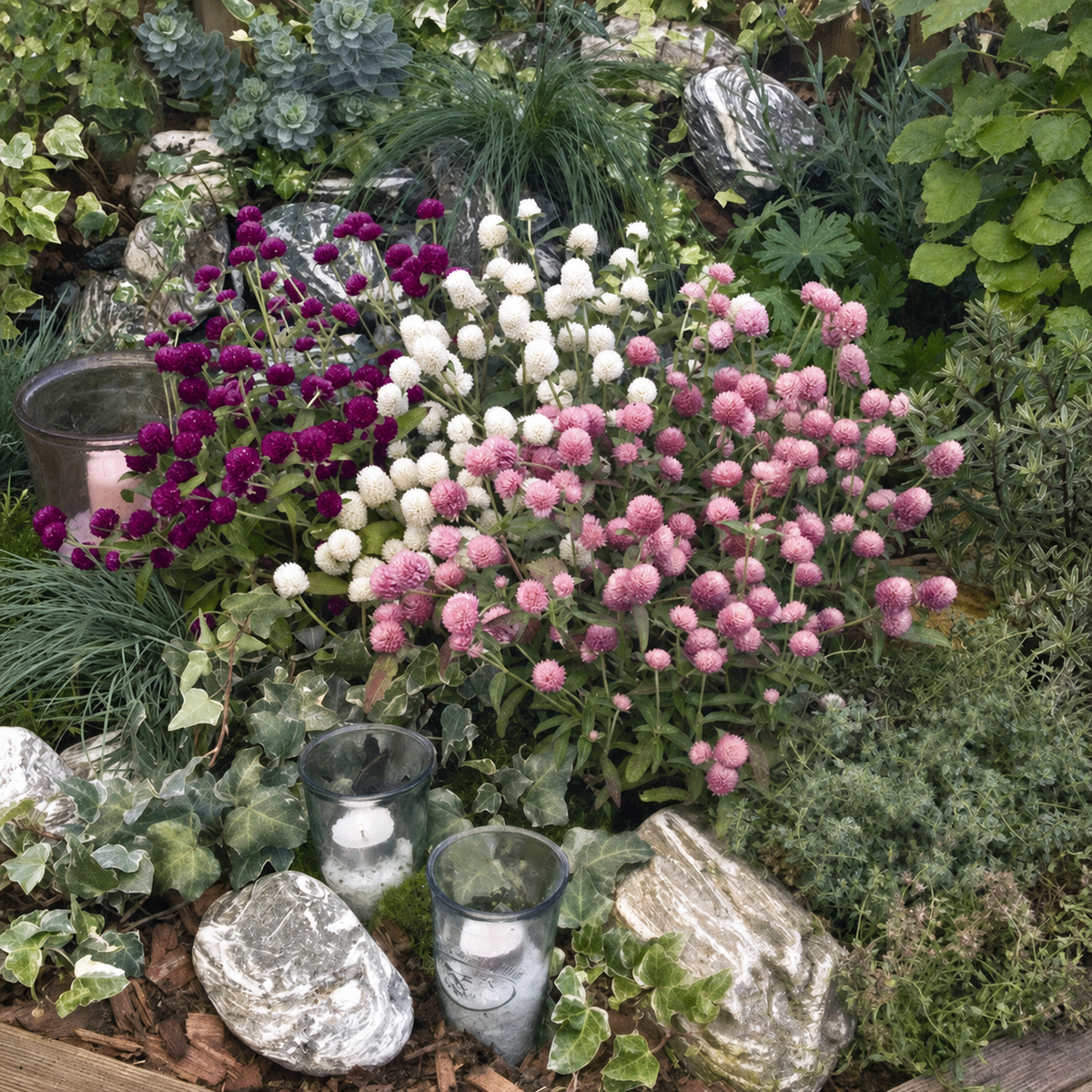 GOMPHRENA LAS VEGAS MIX
