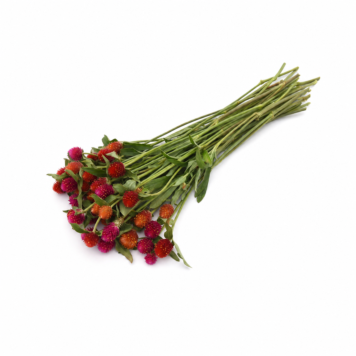 Gomphrena Qis Mix
