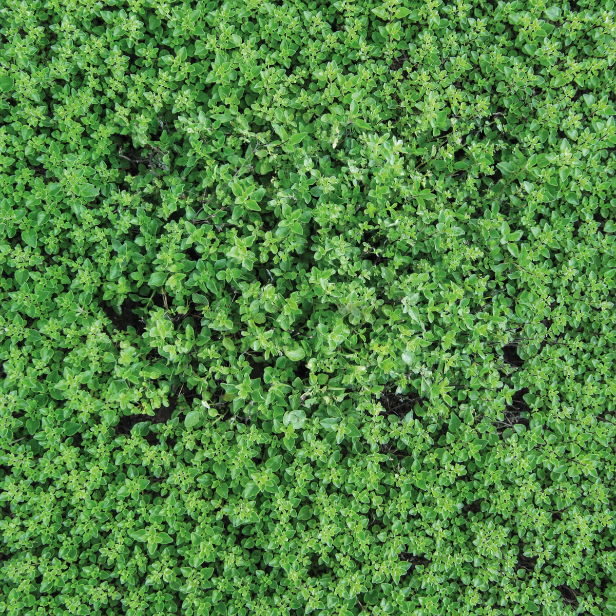 GREEK OREGANO