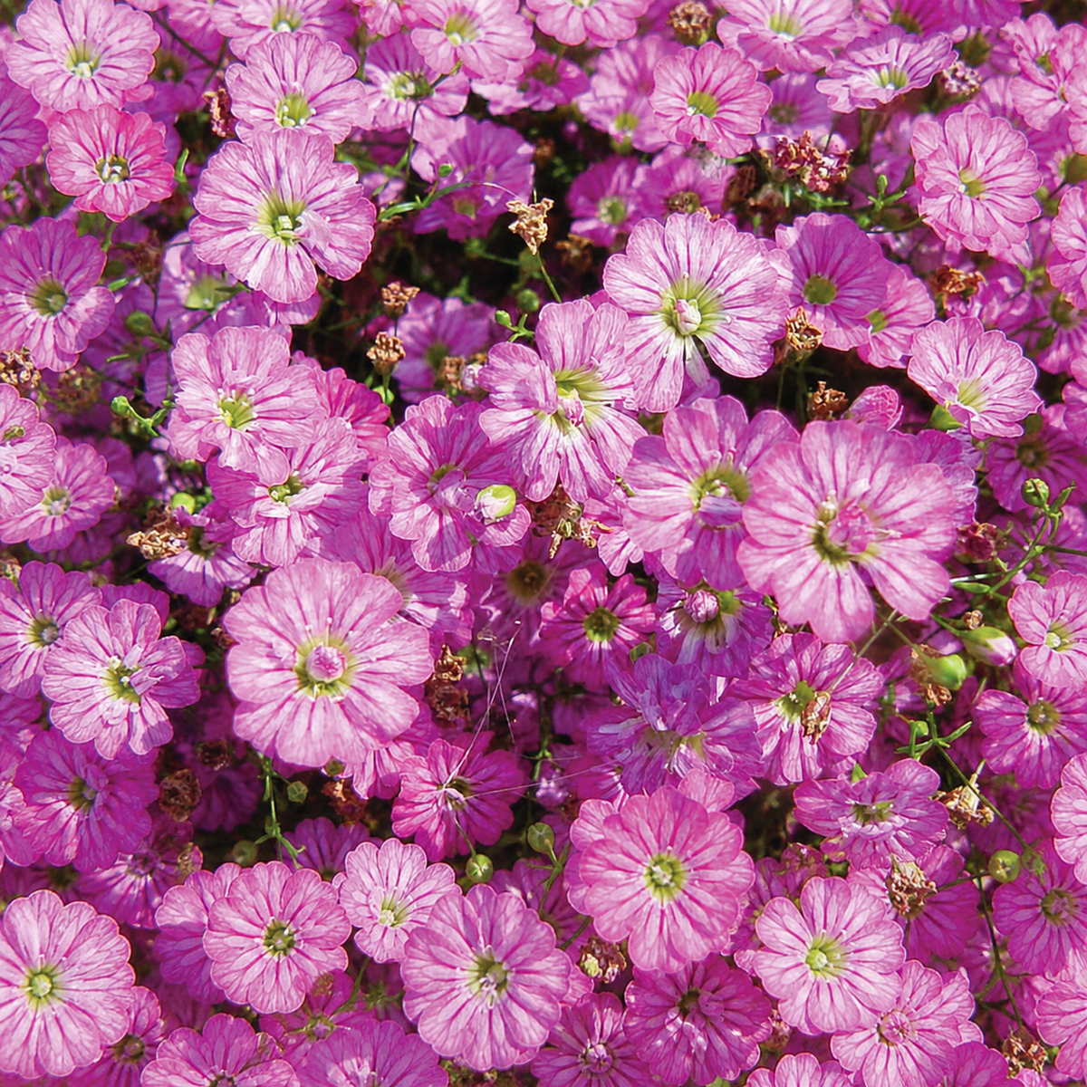 GYPSOPHILA GYPSY DEEP ROSE