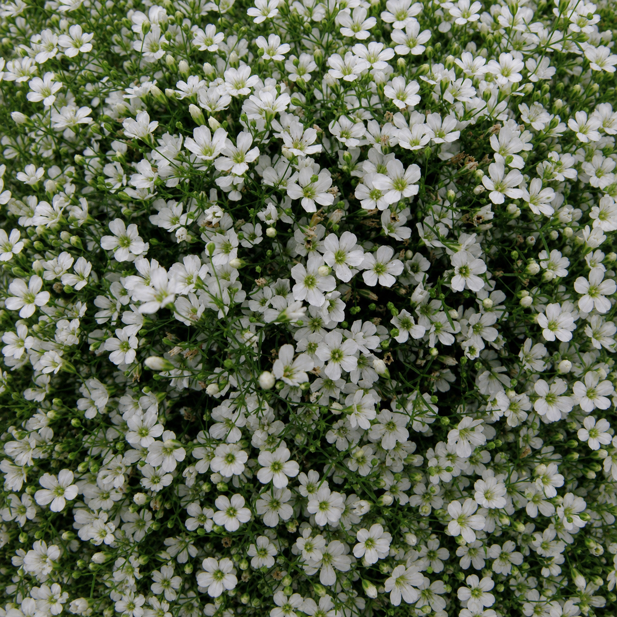 GYPSOPHILA GYPSY WHITE