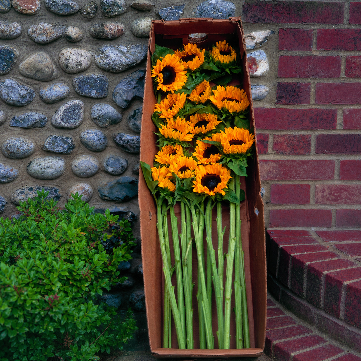 Helianthus Pro Cut Orange