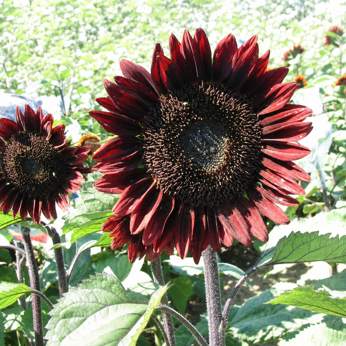 Helianthus Pro Cut Red