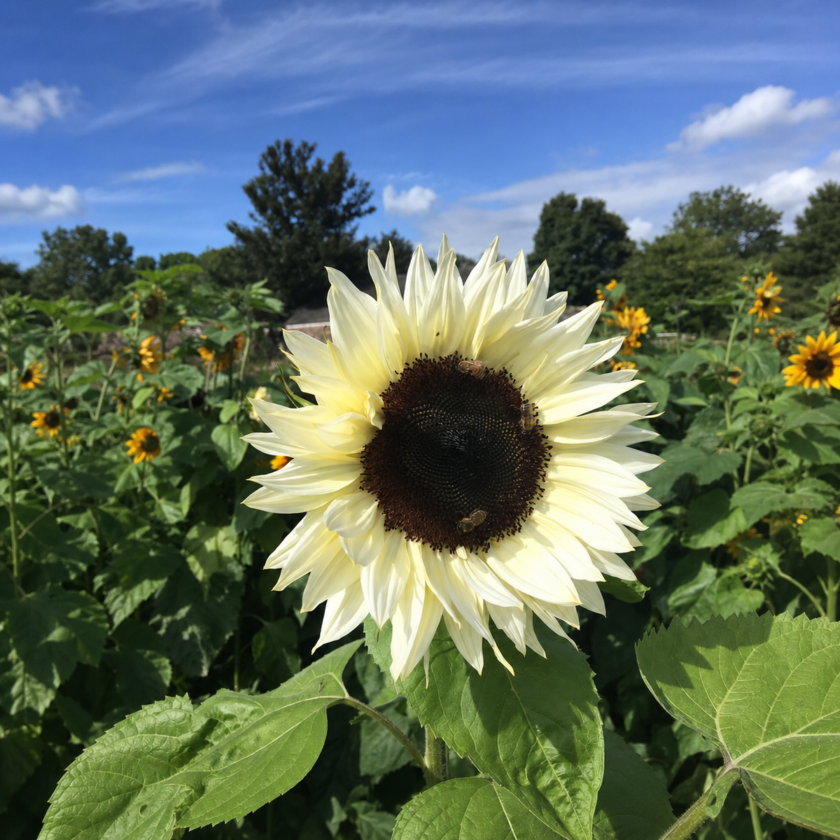 Helianthus Pro Cut White Nite