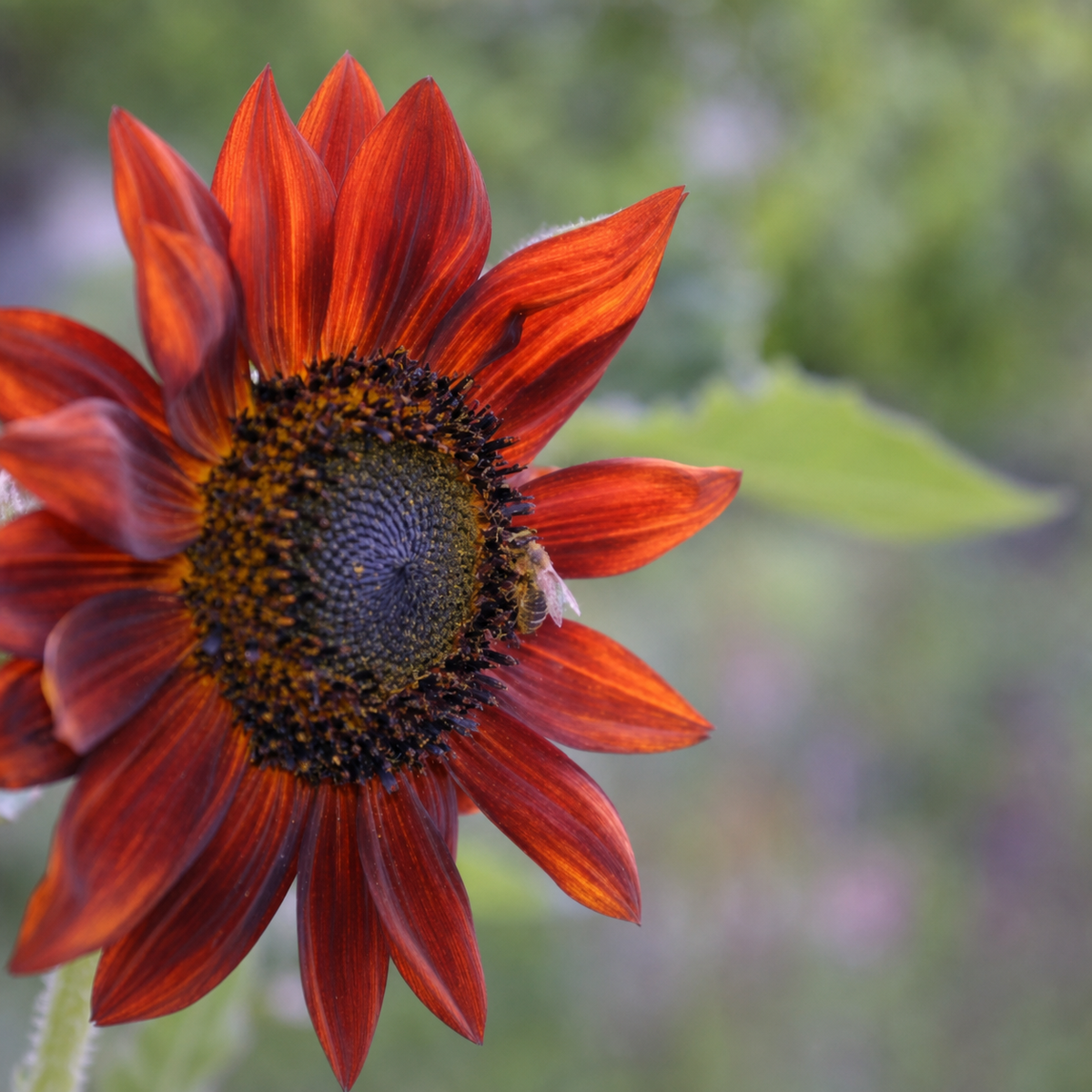 Ubuntuberg Sunflower Red Sun Seeds