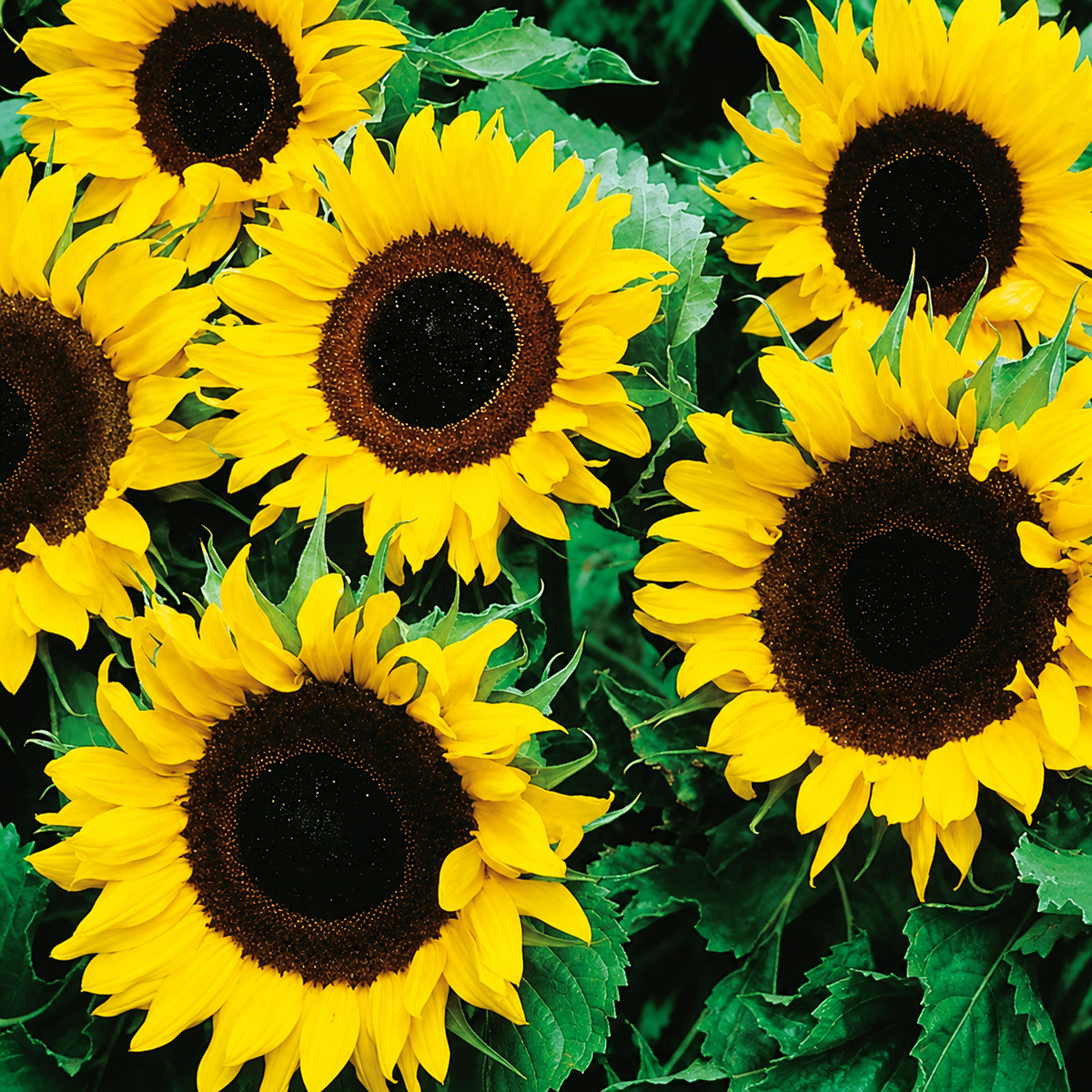 HELIANTHUS SINGLE SUNSPOT