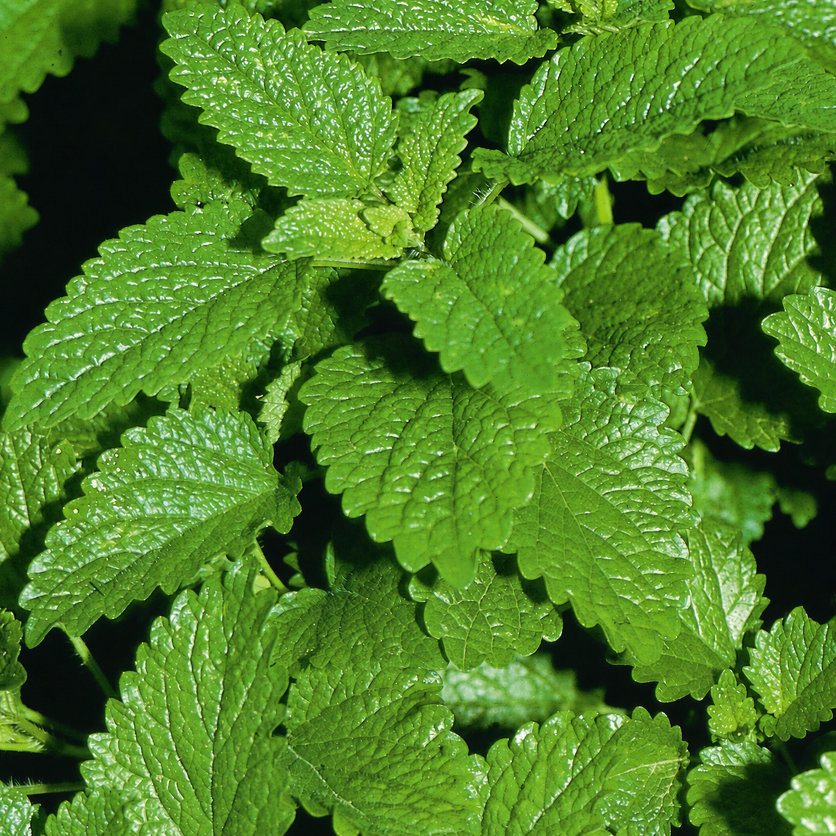 LEMON BALM