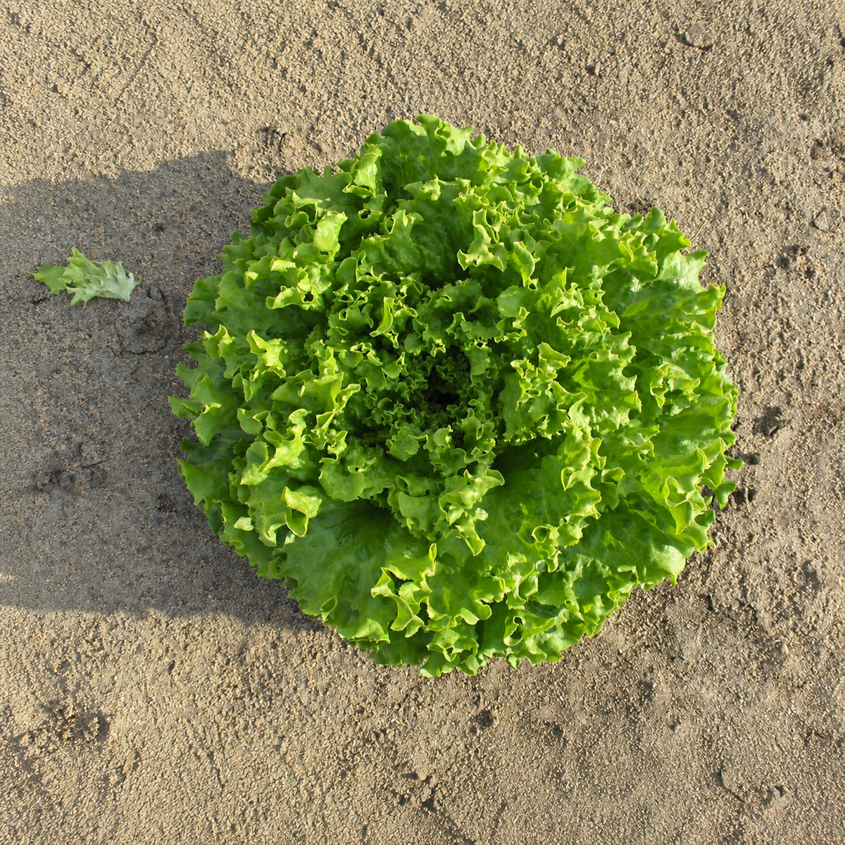 Lettuce Batavia Seeds - Ubuntuberg Seeds product image
