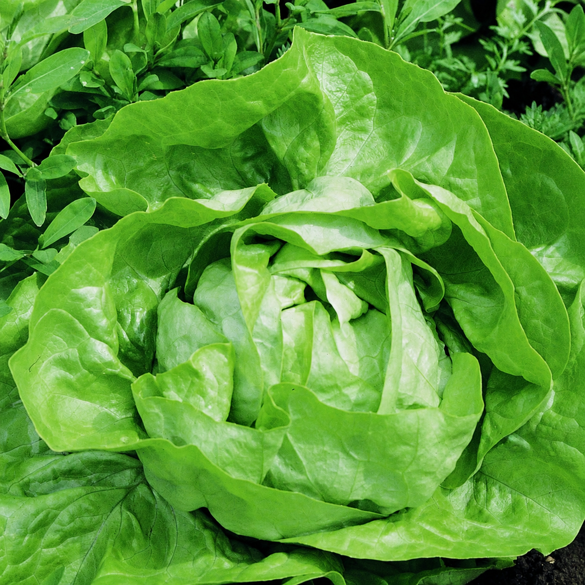LETTUCE BUTTERHEAD ATTRACTION
