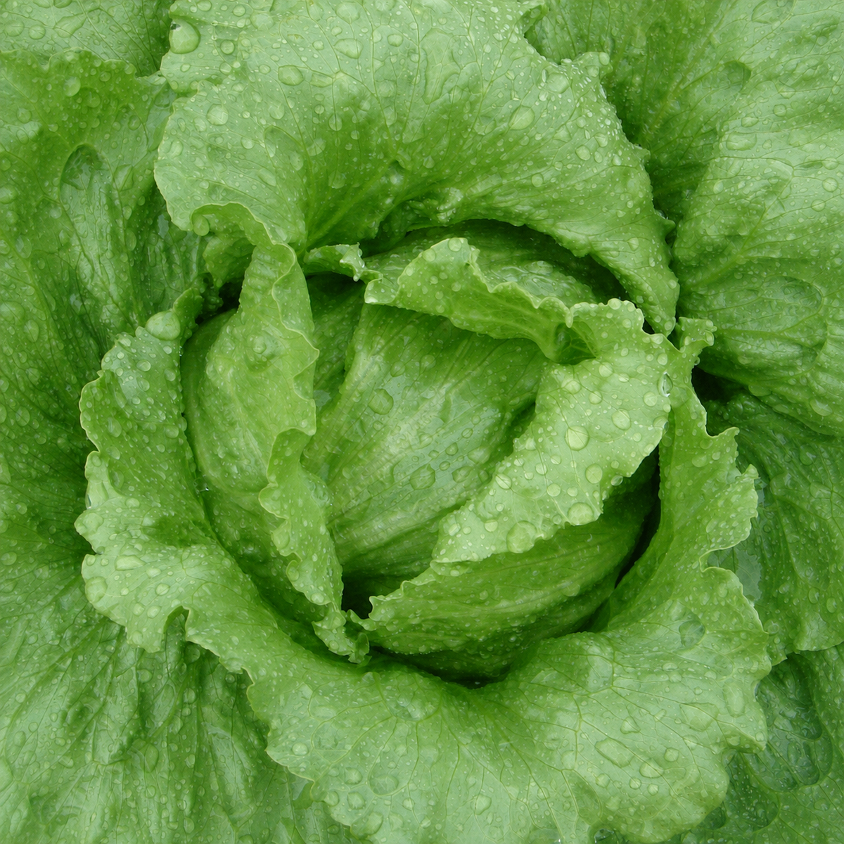 LETTUCE CRISP GREAT LAKES