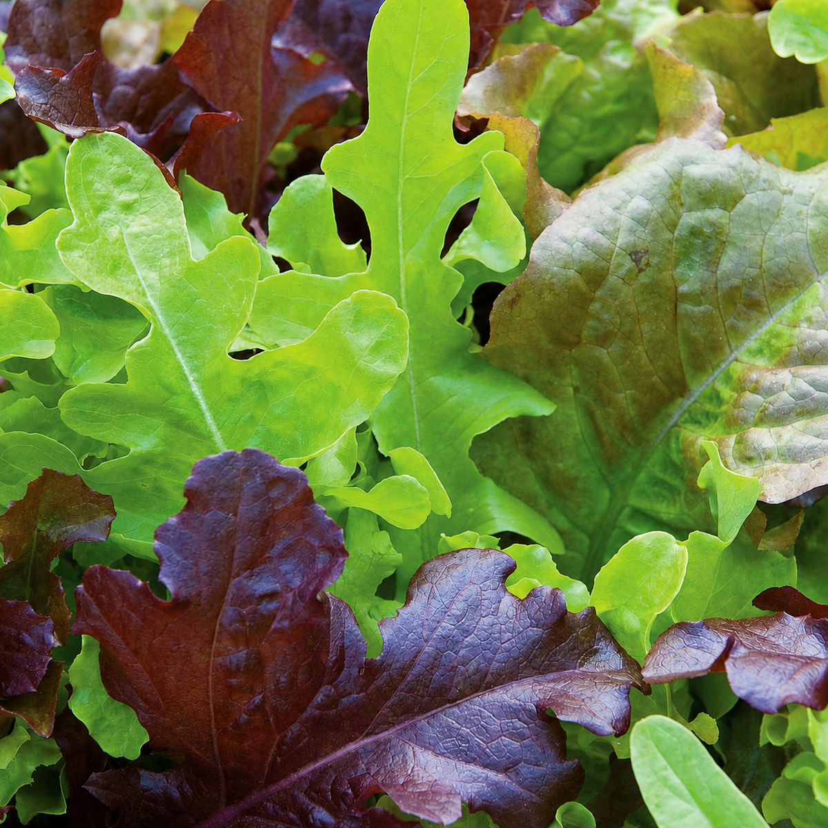 LETTUCE GOURMET SALAD BLEND