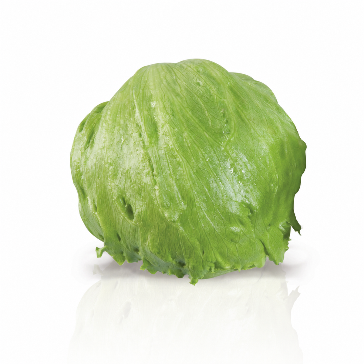 Lettuce Iceberg Winter Seeds - Ubuntuberg Seeds product image