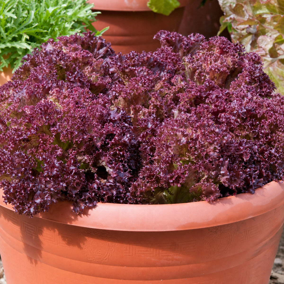 LETTUCE LOLLA ROSSA