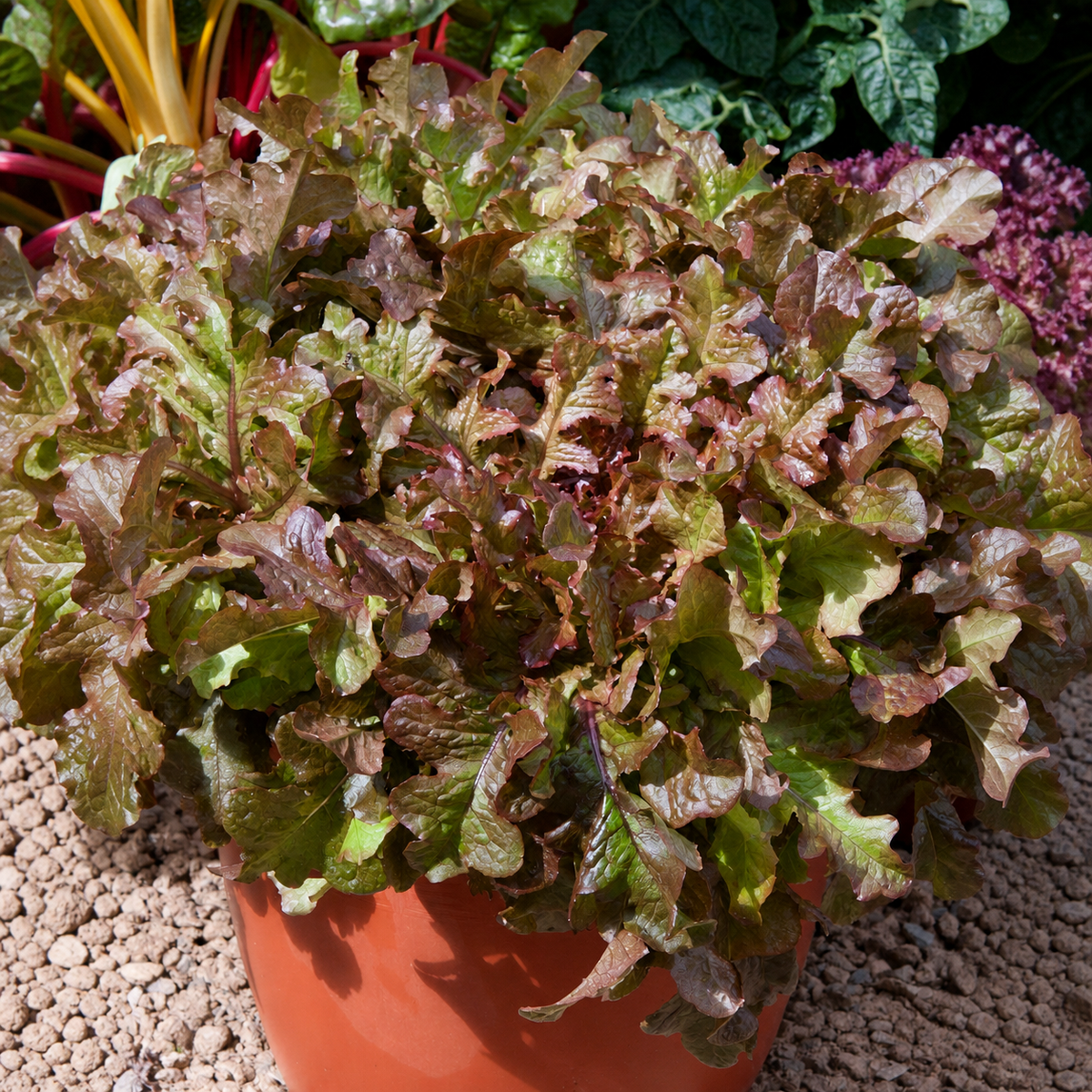 LETTUCE SALAD BOWL RED