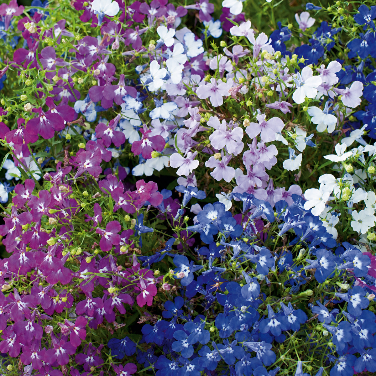Lobelia String Of Pearls Mix