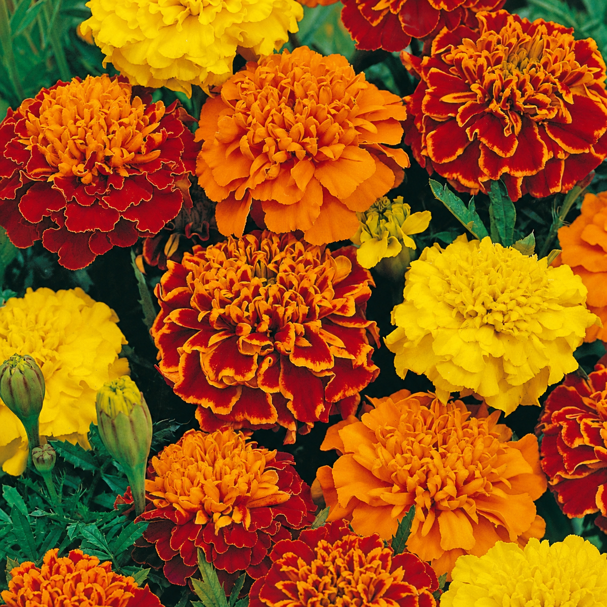 Marigold Bonita Mix