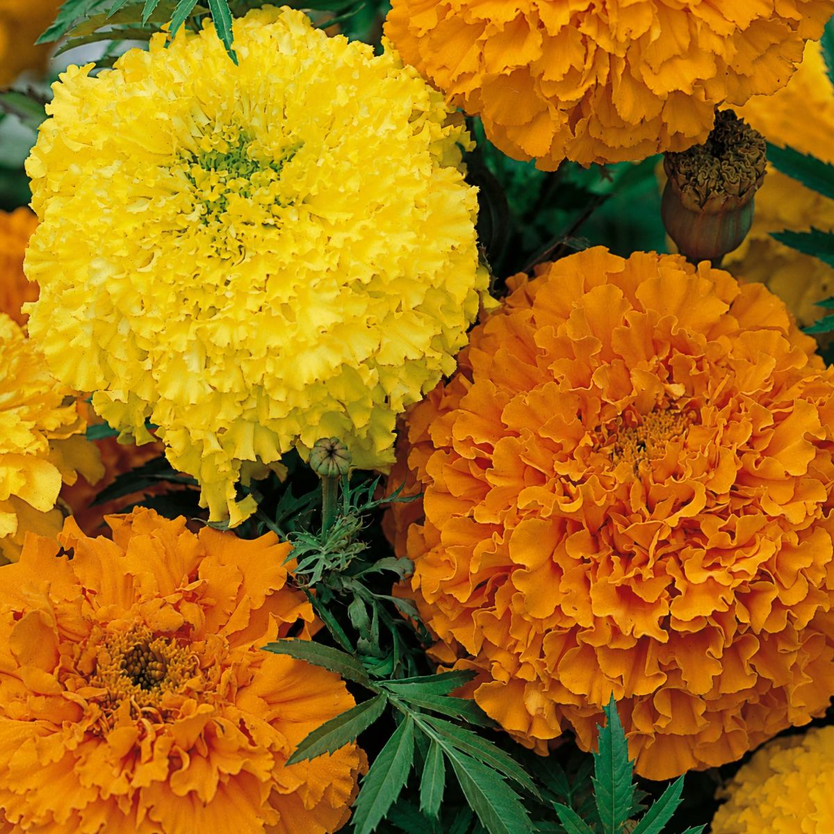 Marigold Crackerjack Mix