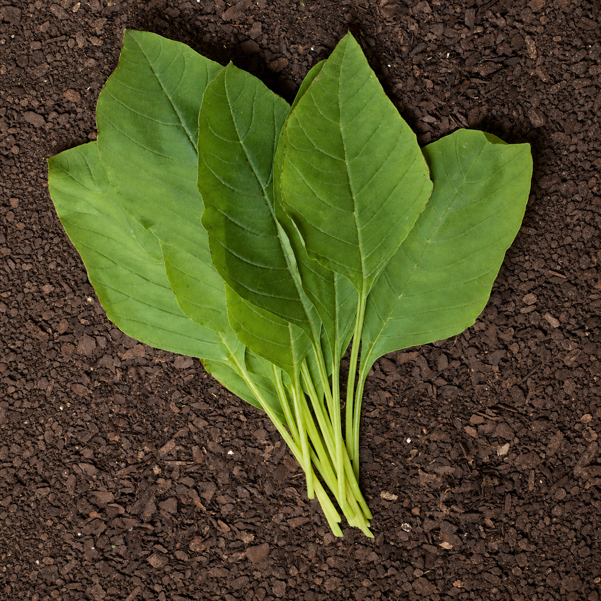 Ubuntuberg Marog Seeds