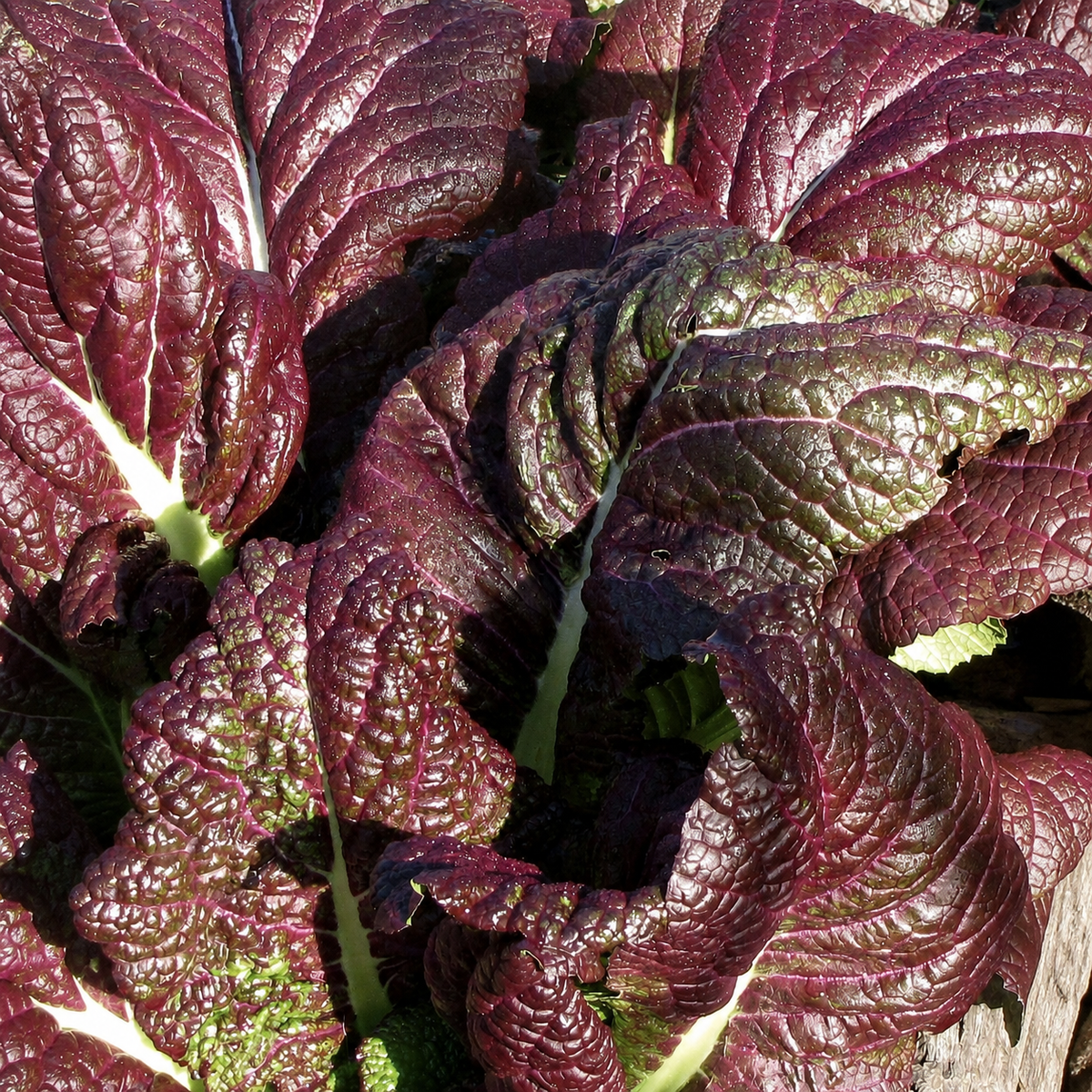 MUSTARD RED GIANT